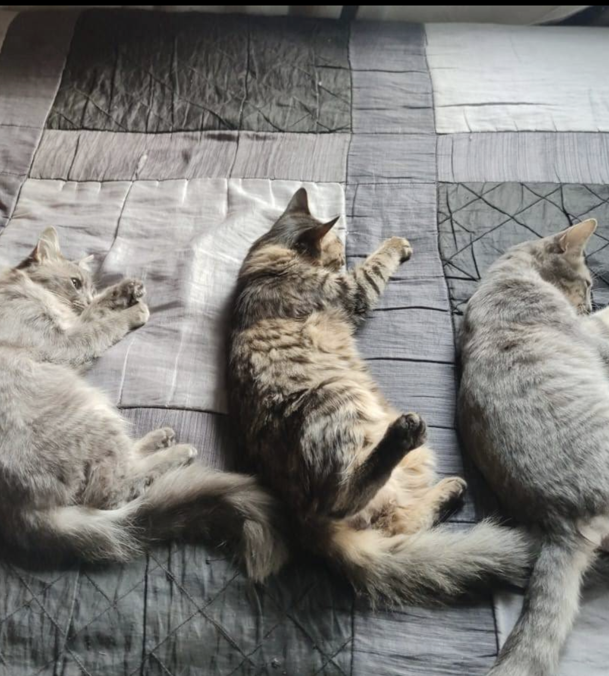 Mascota en recuperación positiva