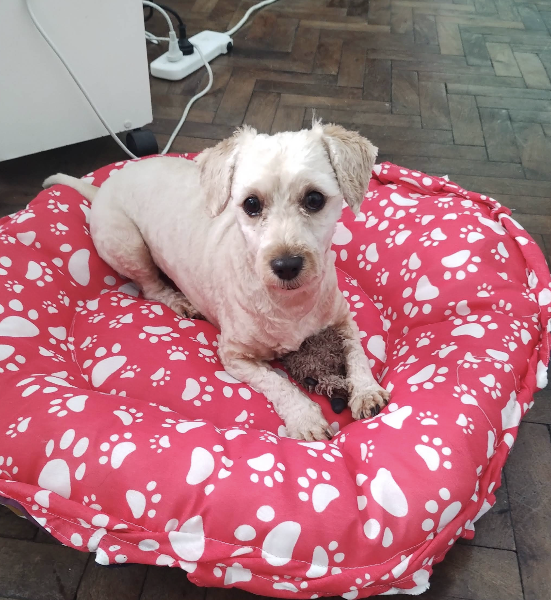 Mascota recuperada de forma segura